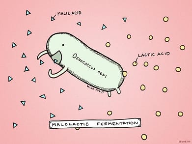 Lên men Malolactic Oenococcus oeni Minh họa