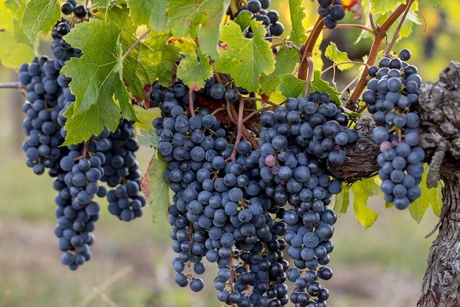 Nho Merlot phát triển mạnh mẽ ở Bờ Phải Bordeaux